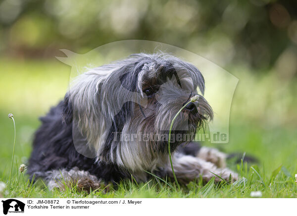 Yorkshire Terrier in summer / JM-08872