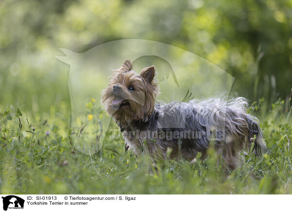 Yorkshire Terrier in summer / SI-01913