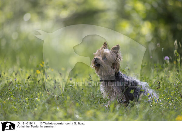 Yorkshire Terrier in summer / SI-01914
