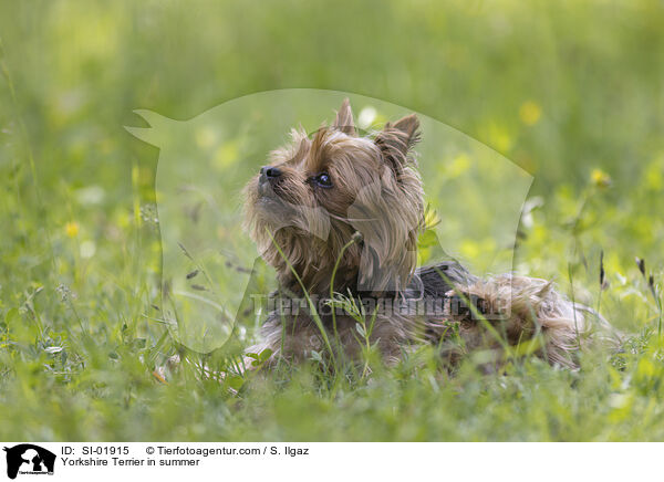 Yorkshire Terrier in summer / SI-01915