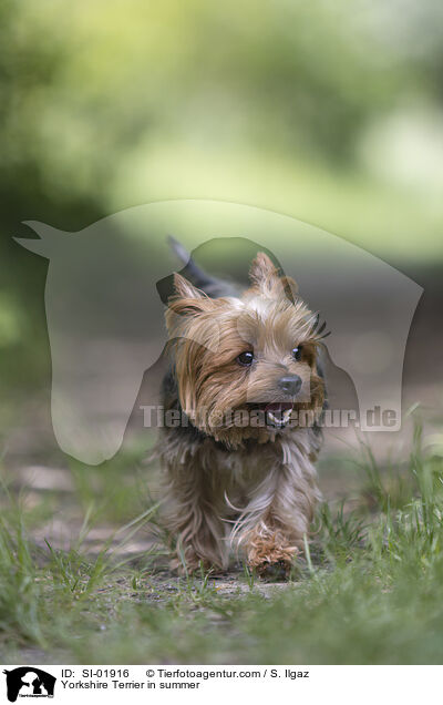 Yorkshire Terrier in summer / SI-01916