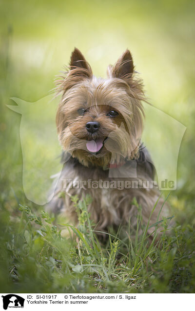 Yorkshire Terrier in summer / SI-01917