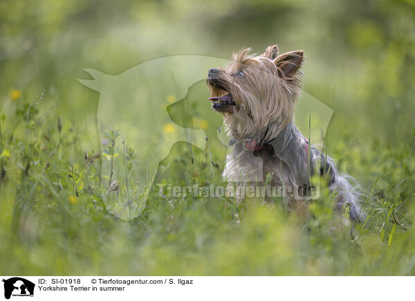 Yorkshire Terrier in summer / SI-01918
