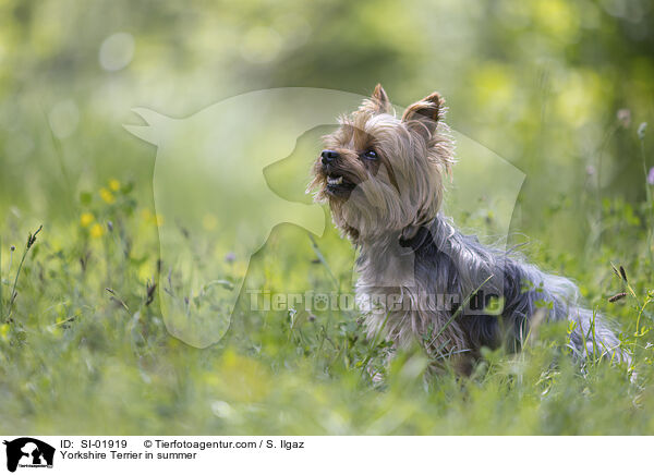 Yorkshire Terrier in summer / SI-01919