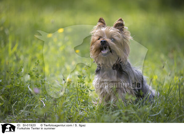 Yorkshire Terrier in summer / SI-01920