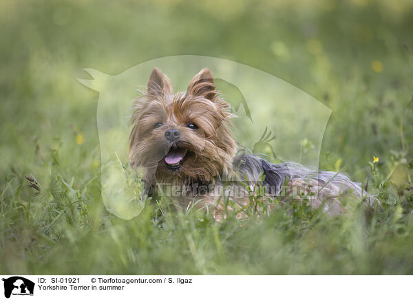 Yorkshire Terrier in summer / SI-01921
