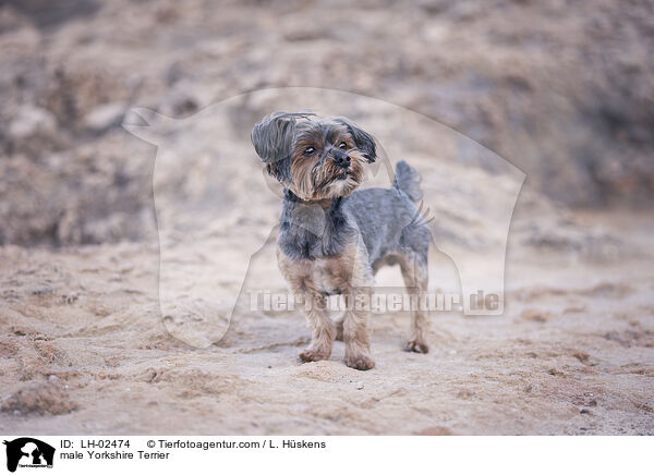male Yorkshire Terrier / LH-02474