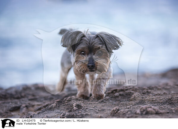 male Yorkshire Terrier / LH-02475