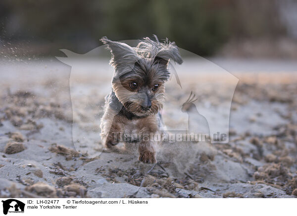 male Yorkshire Terrier / LH-02477
