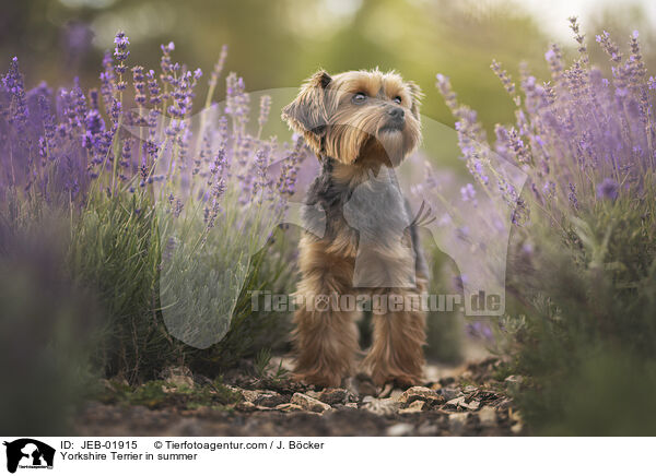 Yorkshire Terrier in summer / JEB-01915