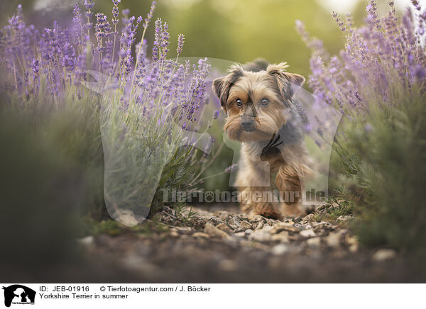 Yorkshire Terrier in summer / JEB-01916