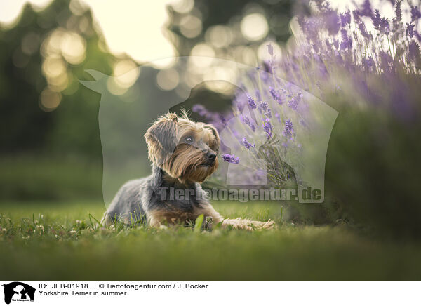 Yorkshire Terrier in summer / JEB-01918