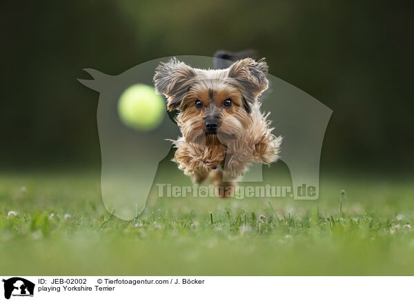 playing Yorkshire Terrier / JEB-02002