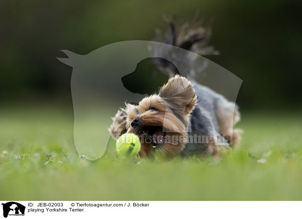 playing Yorkshire Terrier / JEB-02003