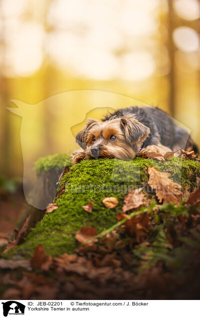 Yorkshire Terrier in autumn / JEB-02201