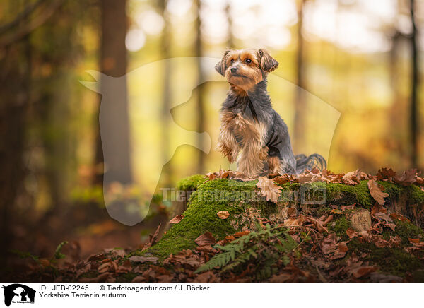 Yorkshire Terrier in autumn / JEB-02245