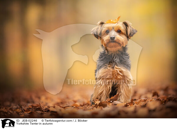 Yorkshire Terrier in autumn / JEB-02246