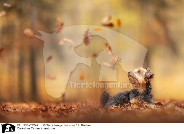 Yorkshire Terrier in autumn / JEB-02247