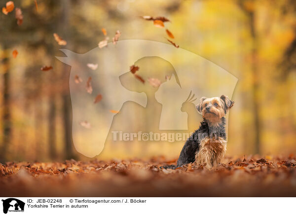 Yorkshire Terrier in autumn / JEB-02248