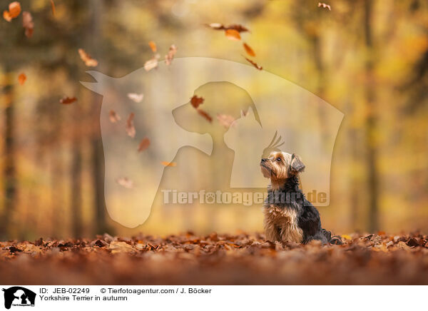 Yorkshire Terrier in autumn / JEB-02249