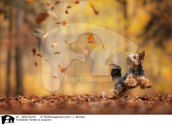 Yorkshire Terrier in autumn / JEB-02250