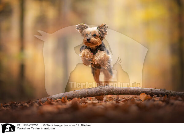 Yorkshire Terrier in autumn / JEB-02251