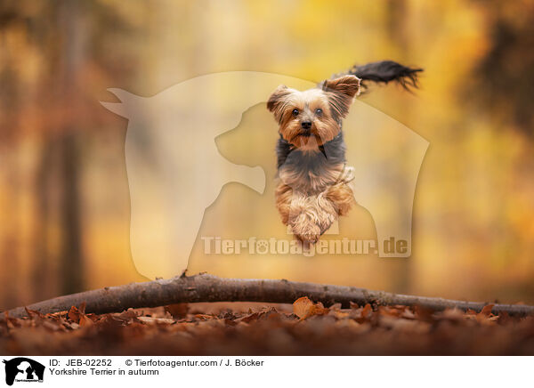 Yorkshire Terrier in autumn / JEB-02252