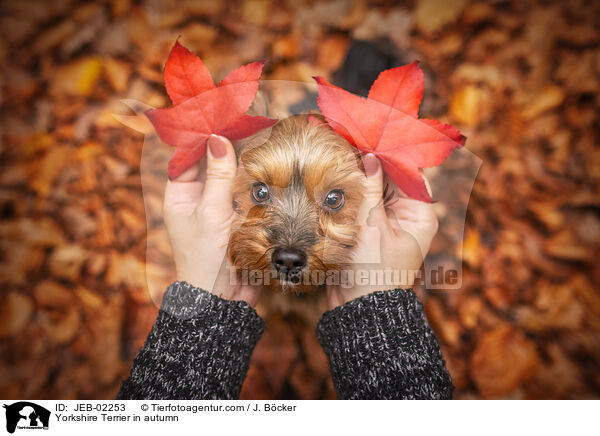 Yorkshire Terrier in autumn / JEB-02253