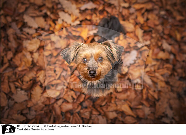 Yorkshire Terrier in autumn / JEB-02254