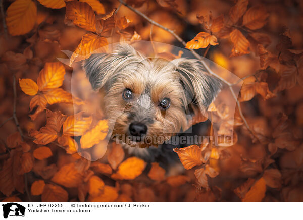 Yorkshire Terrier in autumn / JEB-02255