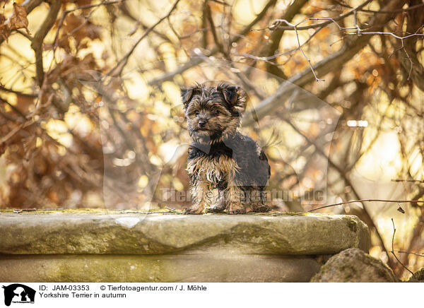 Yorkshire Terrier in autumn / JAM-03353