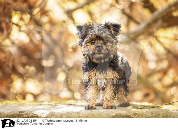 Yorkshire Terrier in autumn / JAM-03354