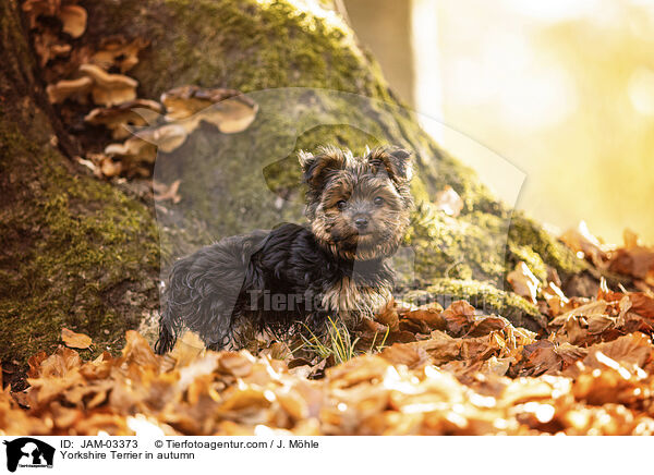 Yorkshire Terrier in autumn / JAM-03373