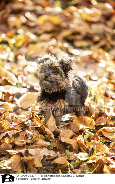 Yorkshire Terrier in autumn / JAM-03374