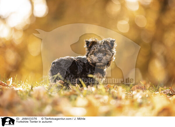 Yorkshire Terrier in autumn / JAM-03376