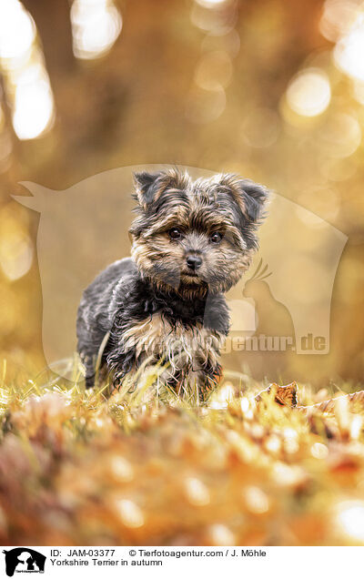 Yorkshire Terrier in autumn / JAM-03377