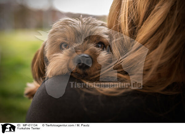 Yorkshire Terrier / MP-01134
