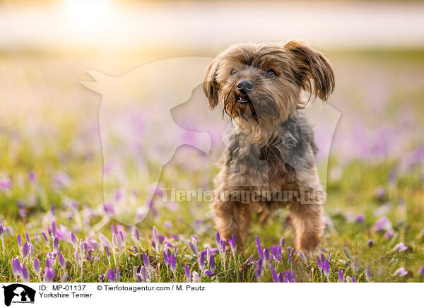 Yorkshire Terrier / MP-01137
