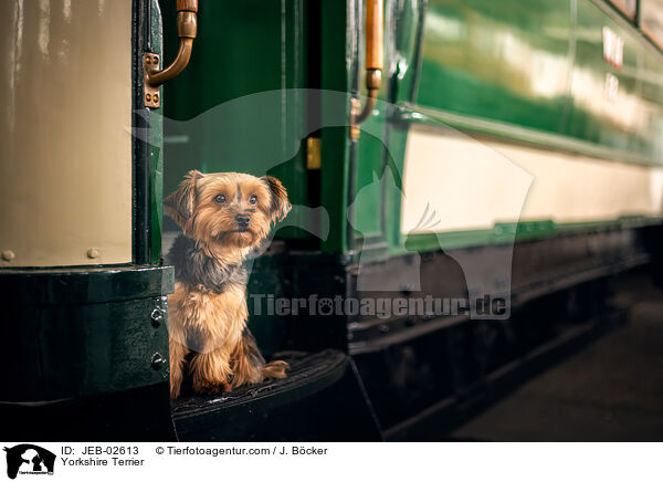 Yorkshire Terrier / JEB-02613