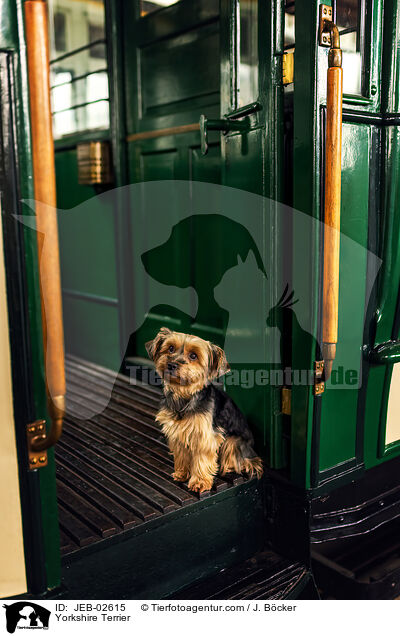 Yorkshire Terrier / JEB-02615
