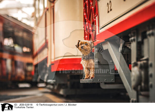 Yorkshire Terrier / JEB-02618