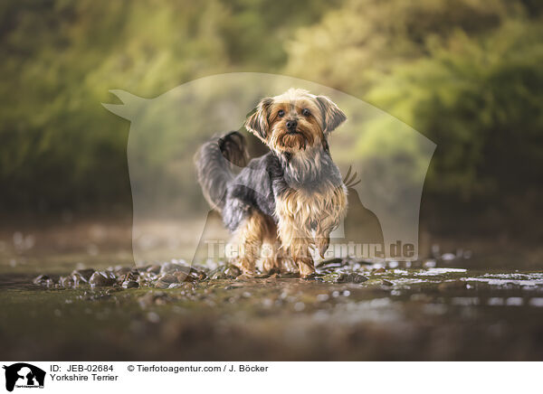 Yorkshire Terrier / JEB-02684