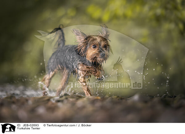 Yorkshire Terrier / JEB-02693