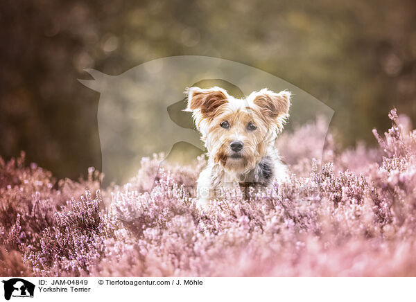 Yorkshire Terrier / JAM-04849