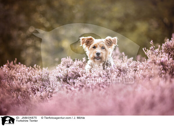 Yorkshire Terrier / JAM-04875