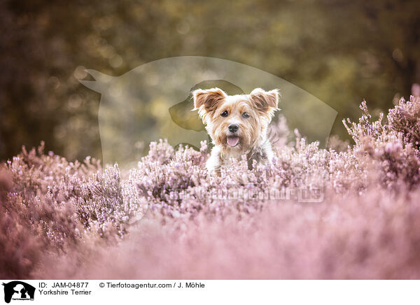 Yorkshire Terrier / JAM-04877