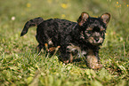 Yorkshire Terrier Puppy