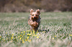 running Yorkshire Terrier