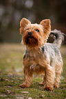 standing Yorkshire Terrier
