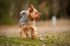 standing Yorkshire Terrier